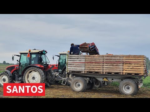 Video: Kitajska Metoda Gojenja Krompirja: Načini Sajenja In Tehnološke Značilnosti