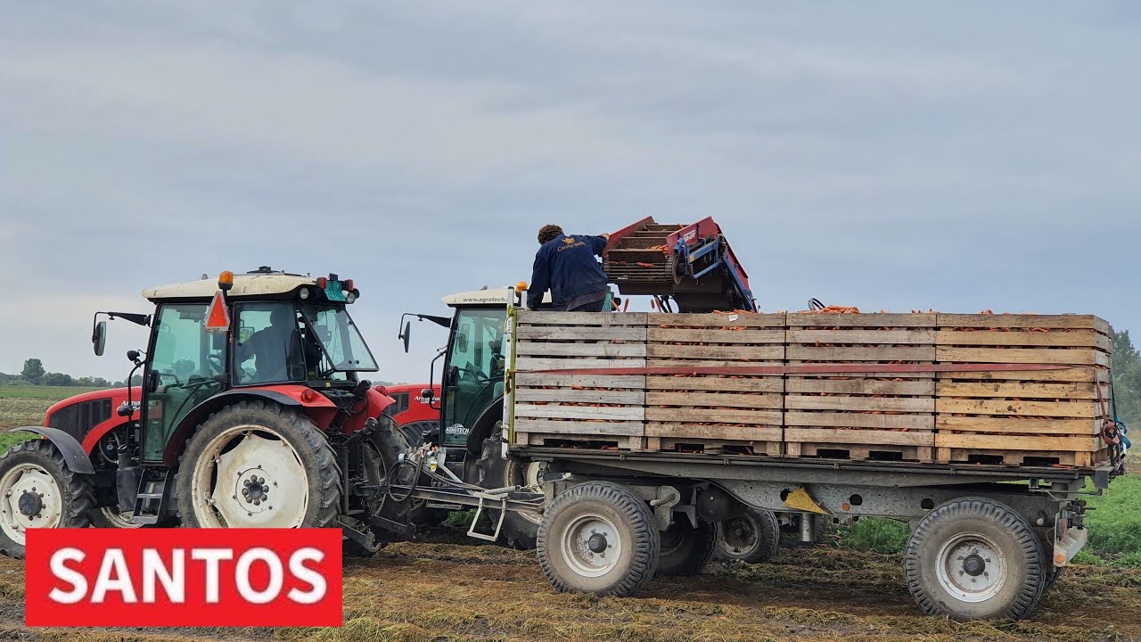 PROIZVODNJA ŠARGAREPE U CARSKOJ BAŠTI