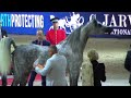 Memories of paris  world arabian horse championships 2022  part 5   senior female  group a