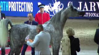 Memories of Paris - World Arabian Horse Championships 2022 - Part 5 -  Senior Female - Group A