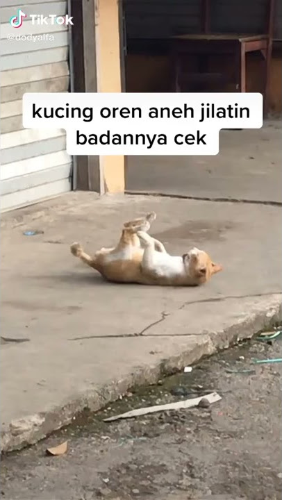Kucing sit up