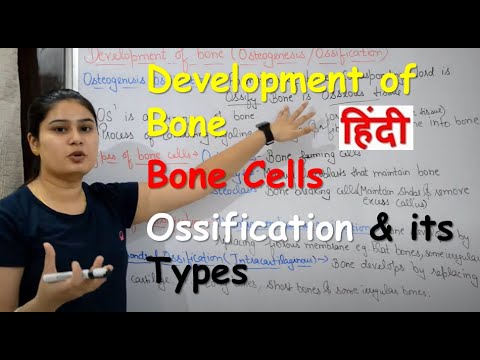 Development of Bone in Hindi | Bone Cells | Ossification & its Types