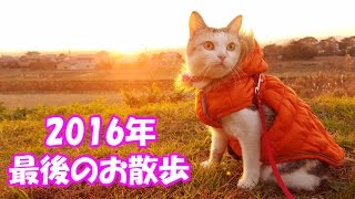 2016年最後のネコ吉散歩～2016 the Last Walk of Neko Cat～