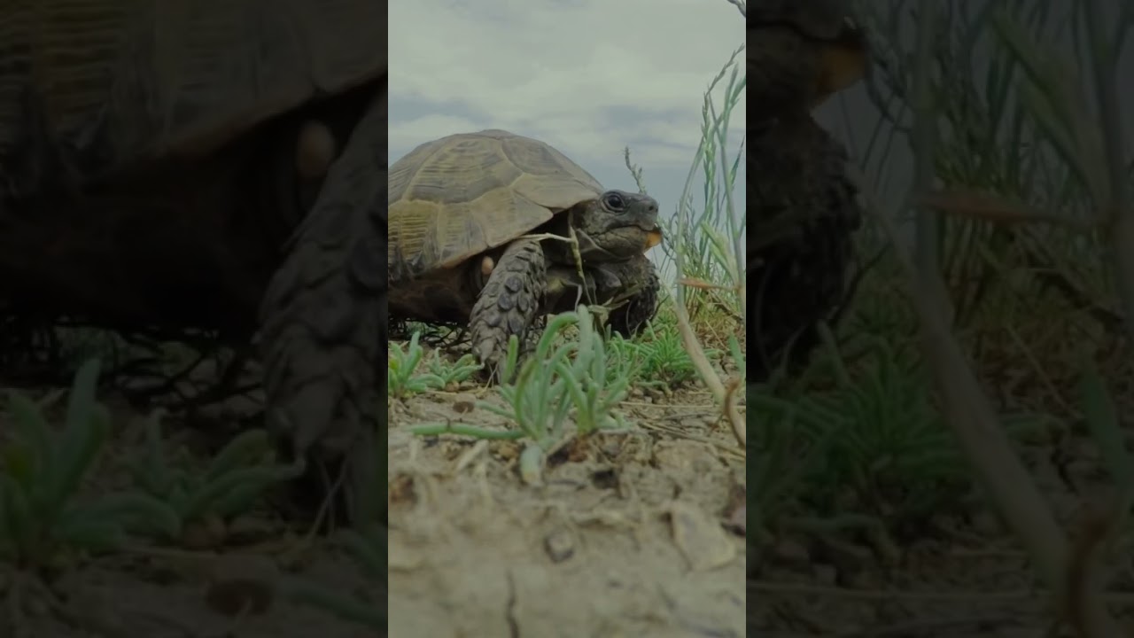 Slow and Steady: Greek Tortoise Walking 