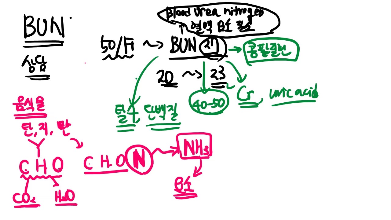 BUN(혈액요소질소)에 대해 알아보자