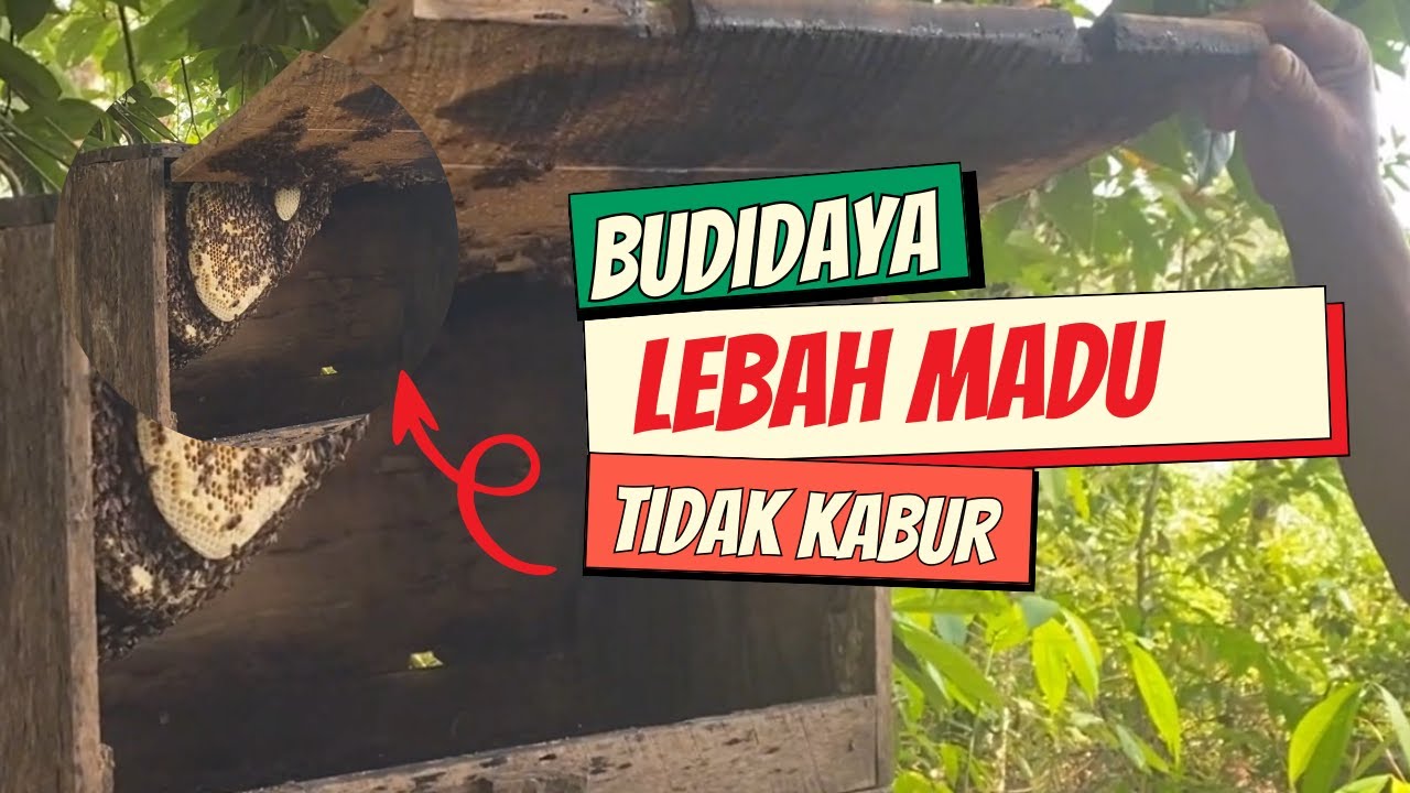 Budidaya Lebah Madu Agar Tidak Kabur