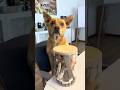 Spaßglas für Hunde 🐶🤩