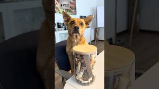 Spaßglas für Hunde 🐶🤩