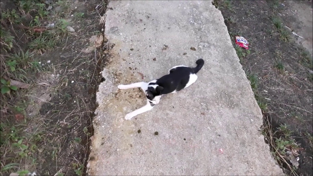 Super fast kittens - YouTube