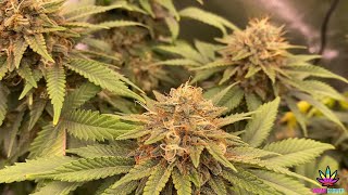 OPTIC SLIM 600H LED Light, Start of Week 8 of Flowering.