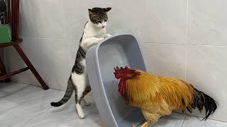 The sinister cat made the rooster very angry!Finally the cat apologized to the rooster.cute animal