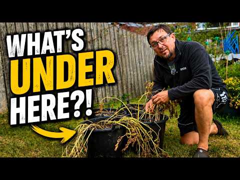 I Dug Up My Potatoes… Was It Worth the Space? 🥔