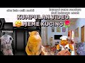 KUMPULAN VIDEO MEME KUCING||• PART 1 #Meme#kucinglucu#catmeme#fyp#part1