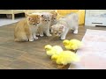 The kittens reaction to meeting ducklings for the first time is too cute