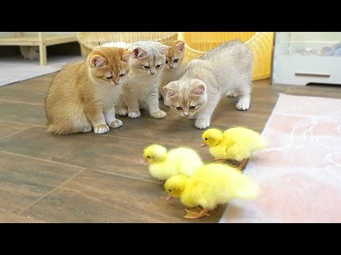 The kittens' reaction to meeting ducklings for the first time is too cute