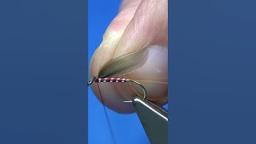 Red Spinner Soft Hackle Wet fly #shorts