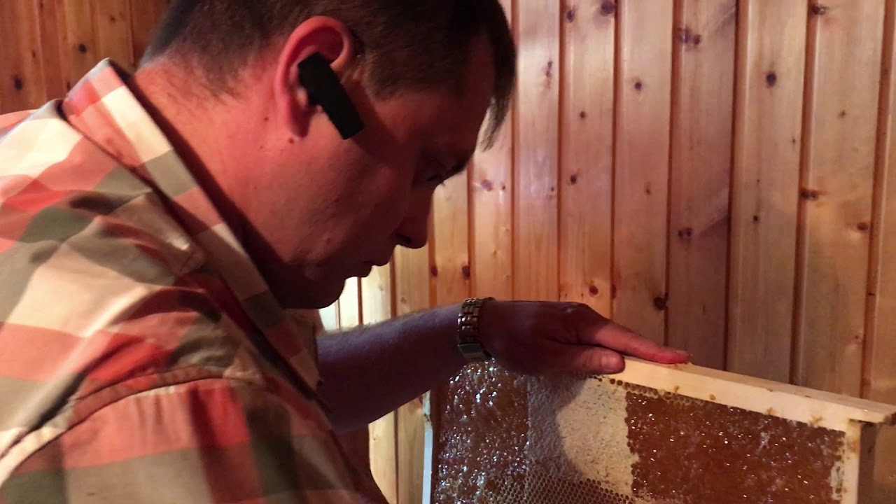 Первый мёд 2019