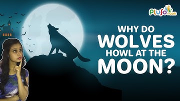 Why do wolves howl at the moon?