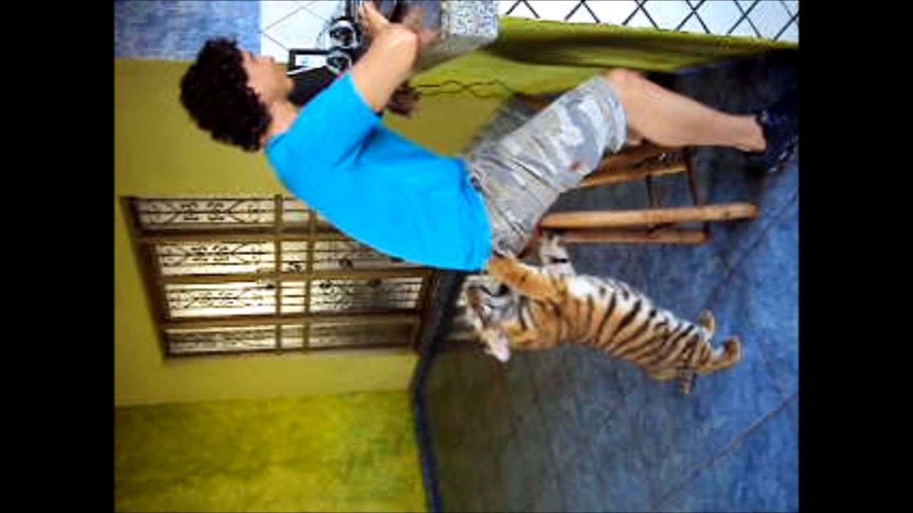 Tigre Tarado - YouTube