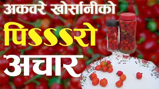 यसरी बनाएर राख्नुस अकवरे (डल्ले) खोर्सानीको अचार | Akbare Khorsani Spicy Achar