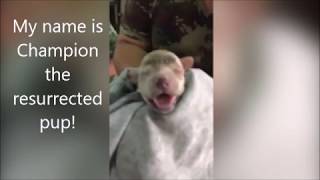 Soldier helps tiny drowned pup to Resurrect from Dead