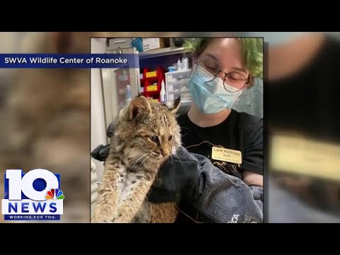 Video: Pet Scoop: Baby Bobcat rešen iz ognja, Cat kliče Demokratično nacionalno konvencijo