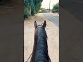 Back to work #thoroughbred #horse #equestrian #thoroughbredracing #horseriders #riding #pony