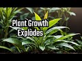 Exciting Plant Update: Growth Spurts Revealed!