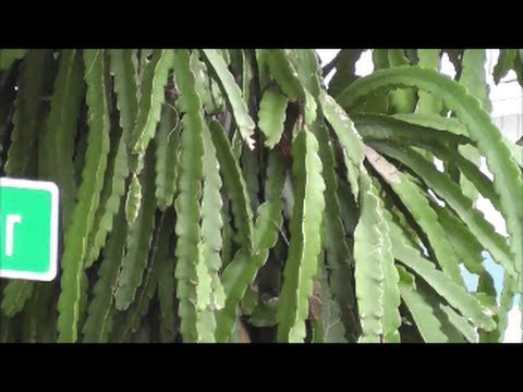 Video: Edible Pitahaya Cactus. Growing