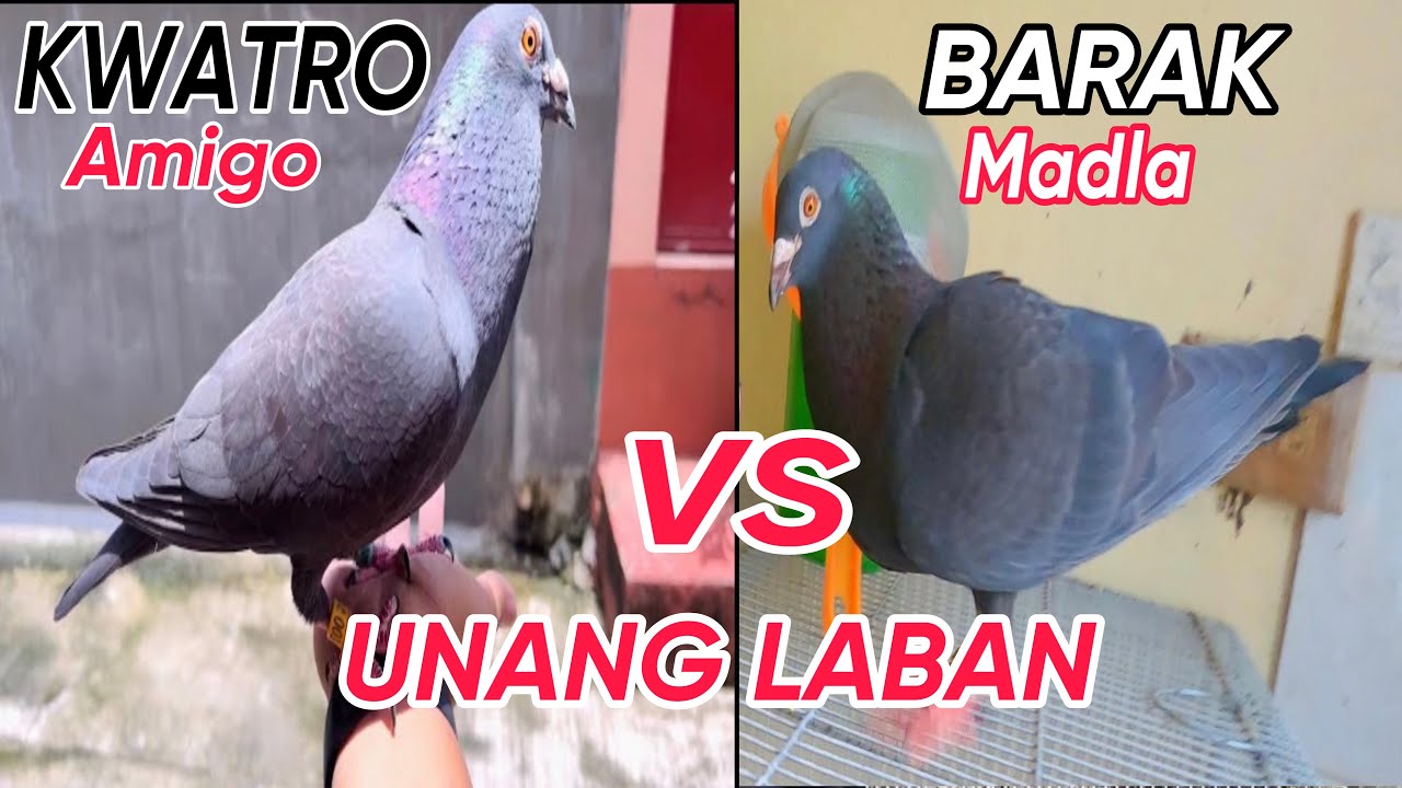 EP237  -P3 KWATRO vs BARAK ANG PAGTATAGPO SA LOOB NG LOFT