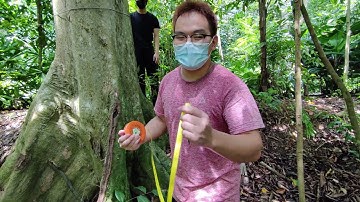 Measuring Tree Diameter DBH Tutorial