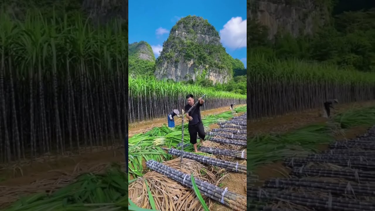 India Vs China Sugarcane The Shocking Difference 