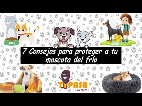 Video: 7 Consejos Para Cuidar A Tu Mascota Este Invierno