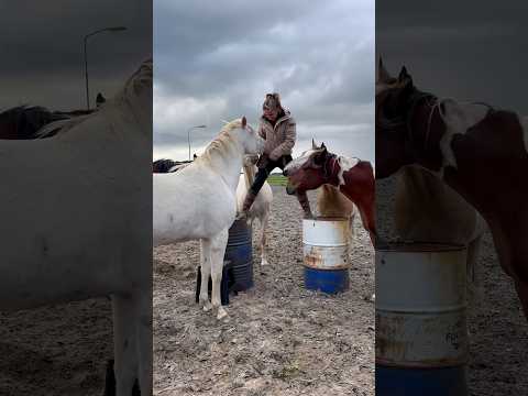 Which horse will be the first to dare to walk between my legs?