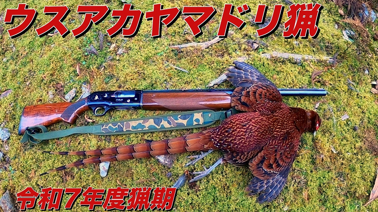 令和7年度猟期終盤 ウスアカ ヤマドリ猟 Copper Pheasant Hunting