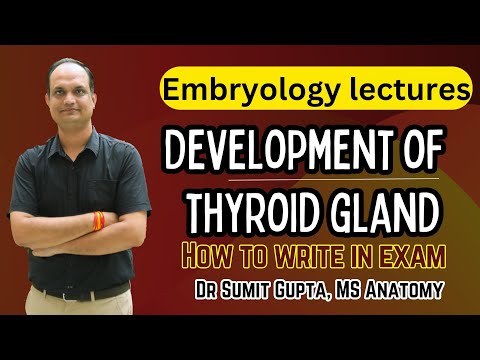 Development of thyroid