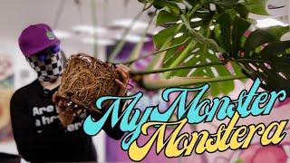 Super-Sizing My Monster Monstera: The Ultimate 3 to 10 Gallon In Living Soil Upgrade!