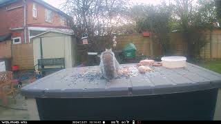 Squirrel Robin