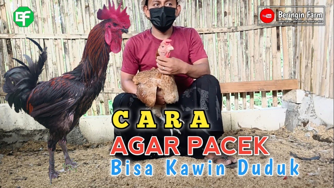 Cara Agar Pacek Bisa Kawin Duduk | Beringin Farm