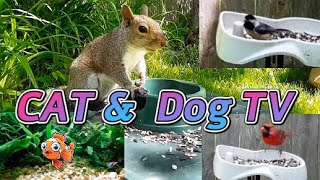 A Video for your Cat or Dog to Watch #11 with Birds Squirrels Fish and Nature Sounds - Dog & Cat TV