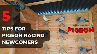 5 Tips For Pigeon Racing Novices