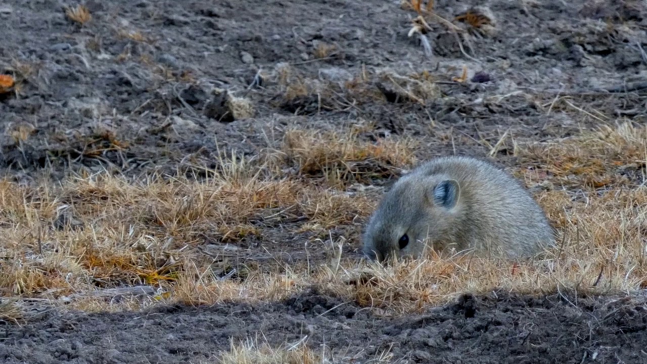 Plateau Pika on the Tibetan Plateau in Sichuan, China - a seriously fluffy animal