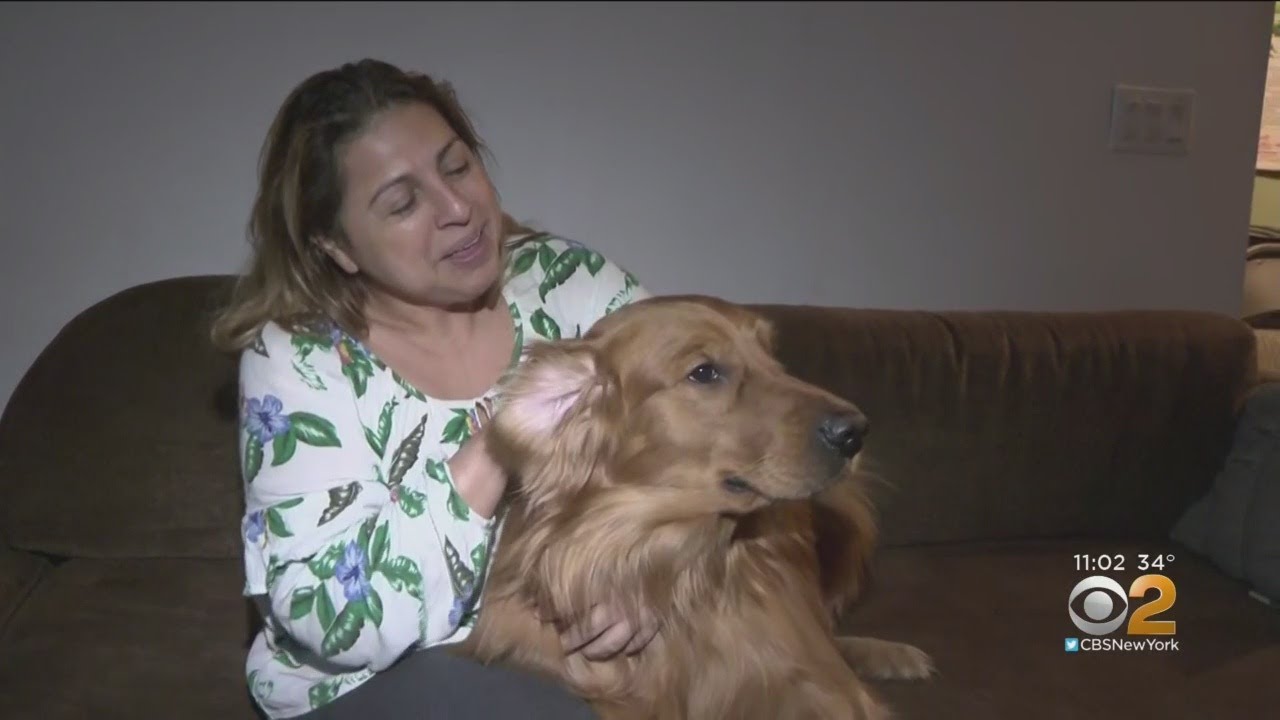 Police Track Down Stolen Dog During Burglary Investigation YouTube