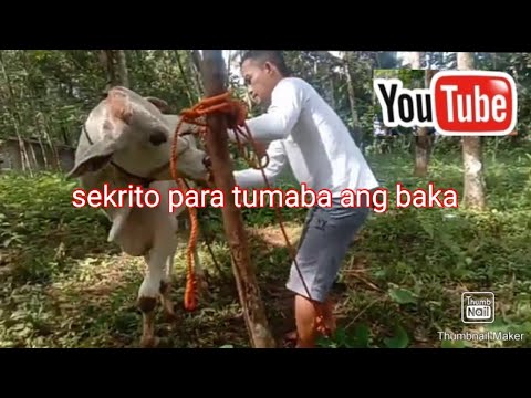 Video: Paano Makibalita Sa Isang Wayward Cow O Kambing