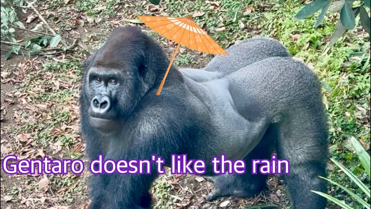 ☔️雨が苦手なゲンタロウ😆14歳おめでとう🎈
