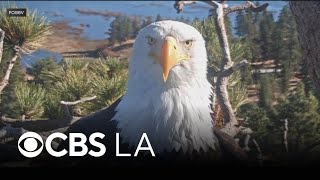 Big Bear bald eagle Jackie dies after lingering health issues