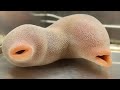 5 Strange New Species Scientists Recently Discovered