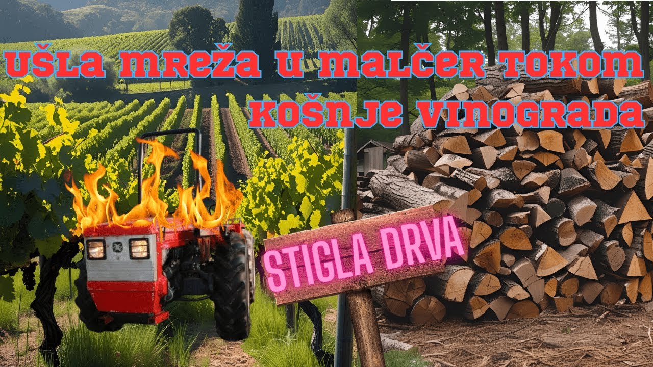 UŠLA MREŽA U MALČER - KOŠNJA VINOGRADA