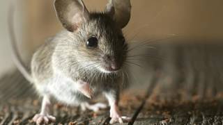 Ameri Tech Pest Control Granbury TX 76048 Rodent Control