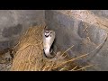 Cobra Venomous Snake Rescue In Warishpur, Randia, Bhadrak, Odisha